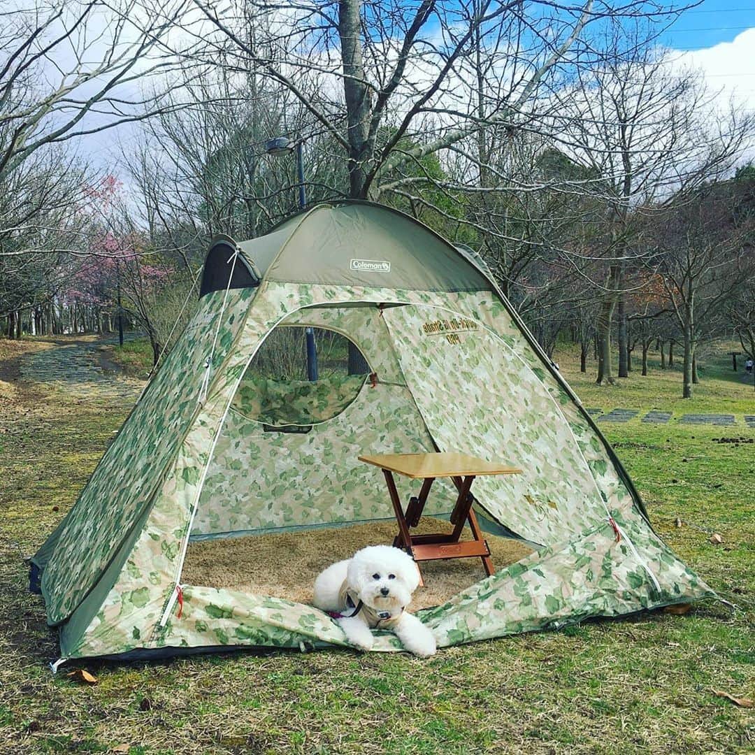 Coleman Japanのインスタグラム：「今日は小さなお友達🐶とコンパクトデイキャンプ♪ ・ 📷：@maicom0906さん 素敵なお写真ありがとうございました☺️ ・ ━━━━━━━━━━━━━━━━━ #私のコールマン または #おうちコールマン を付けて投稿して頂いた中から素敵なお写真は、コールマン公式SNSでご紹介させて頂きます♪ ━━━━━━━━━━━━━━━━━ ・ ・ ・ #灯そうColeman #灯そうコールマン #灯そう #Coleman #コールマン #Camp #キャンプ #Outdoor #アウトドア #Tent #テント #コールマンテント #ポップアップシェード #おうちキャンプ #おうち時間 #ピクニック #picnic #デイキャンプ #犬連れキャンプ #キャンプ犬」