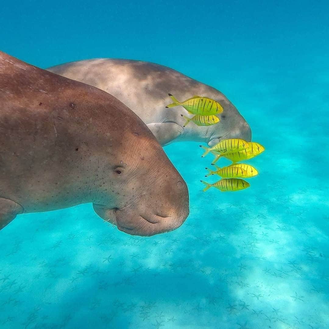 Australiaさんのインスタグラム写真 - (AustraliaInstagram)「It’s not every day a #dugong sidles up to say g’day! 👋 @bluemediaexmouth was lucky enough to swim beside two of these curious creatures (and hundreds of starfish - look closely!) in the crystal clear waters of #NingalooReef in @westernaustralia. Although a dugong encounter is rather rare, at the right time of year it’s possible to do organised swim tours with whale sharks, humpbacks or manta rays in this pristine part of @australiascoralcoast. Which creature will you tick off your ‘swim with’ list first? #seeaustralia #thisisWA #wanderoutyonder #australiascoralcoast」7月4日 20時00分 - australia