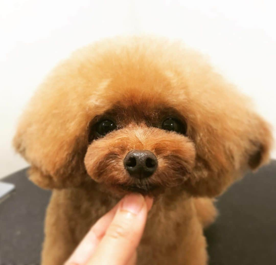 doghug (ドッグハグ) 豊洲本店のインスタグラム