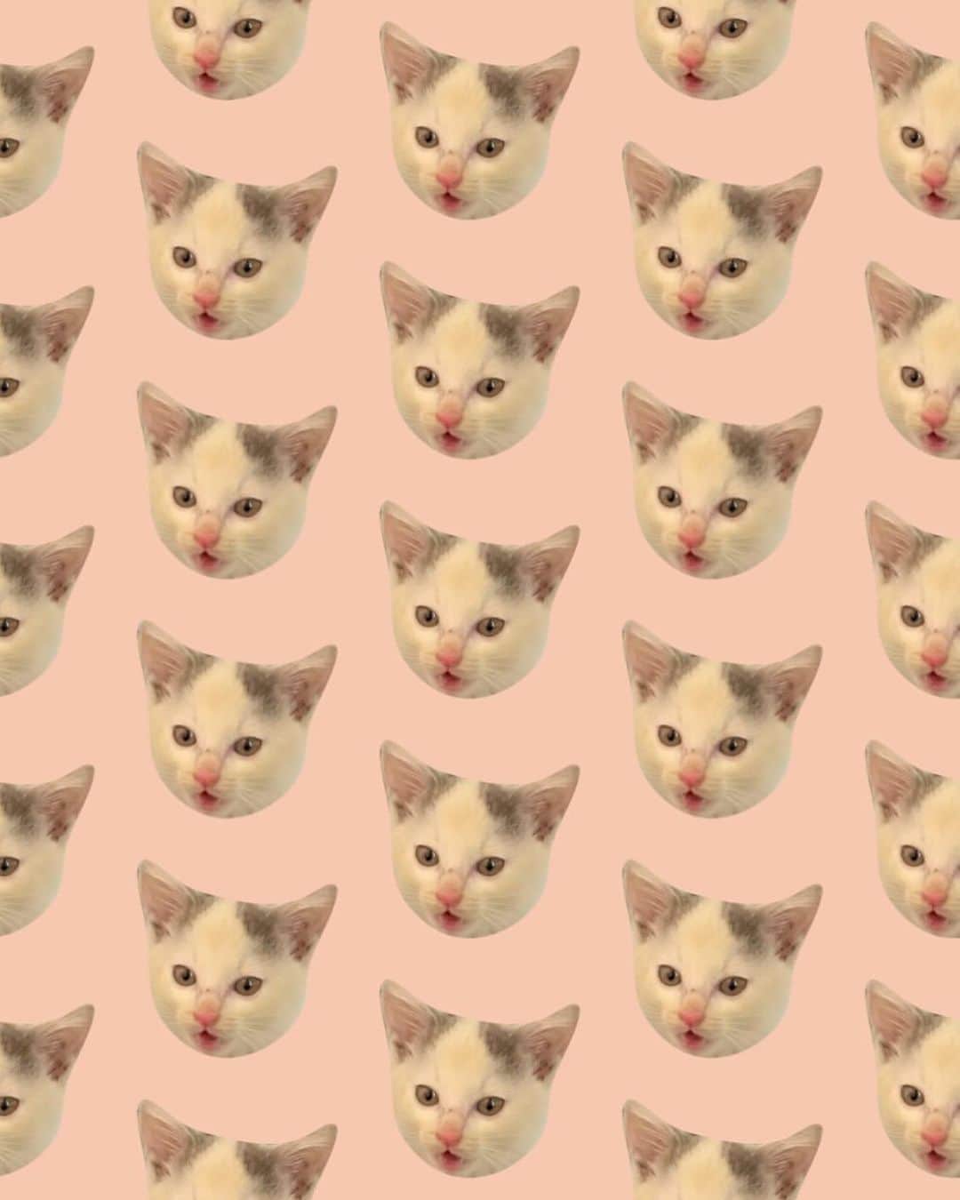 大山加奈さんのインスタグラム写真 - (大山加奈Instagram)「. . にこちゃんママ　 @nikochan.mame48 が 作ってくれました😆‼︎‼︎‼︎‼︎ . . ちょっとシュールだけど笑 かわいすぎる😍💓 . . ありがとうございます😆🙏 . . あと1日。 おこめとの時間を大切に。 . . #おこめ🐈💓　#おこめ #子猫　#保護猫　#猫部　#猫のいる暮らし  #ネコスタグラム #ネコ部　#cat #catstagram #babycat」7月4日 11時41分 - kanaoyama0619