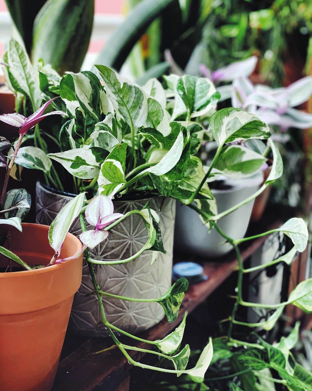 鄭碧瑩のインスタグラム：「A friend recently asked if keeping my plants in shape takes a long time. Today it took two hours but I’ve learned to do it with good music in the background like @littlebotany to keep the pace going.  Repotted the N’joy to prep it for propagation. Propagated #tradescantiazebrina doubled in length, I’m literally growing roadside weed aren’t I? . . .  #plantstagram #plantsofinstagram #houseplants #plantsmakepeoplehappy #botanical #instaplants #plants #foliage #leaf #plantflife #springintoplants #plantlady #plantpotters #crazyplantlady #houseplantclub #helloplantlover #plantshelfie #houseplantsofinstagram #houseofplantlovers #junglecollective #vsco # #vscoplants #gardeningsg #urbanjunglebloggers #sgplantclub #plantnerd #pothosnjoy」
