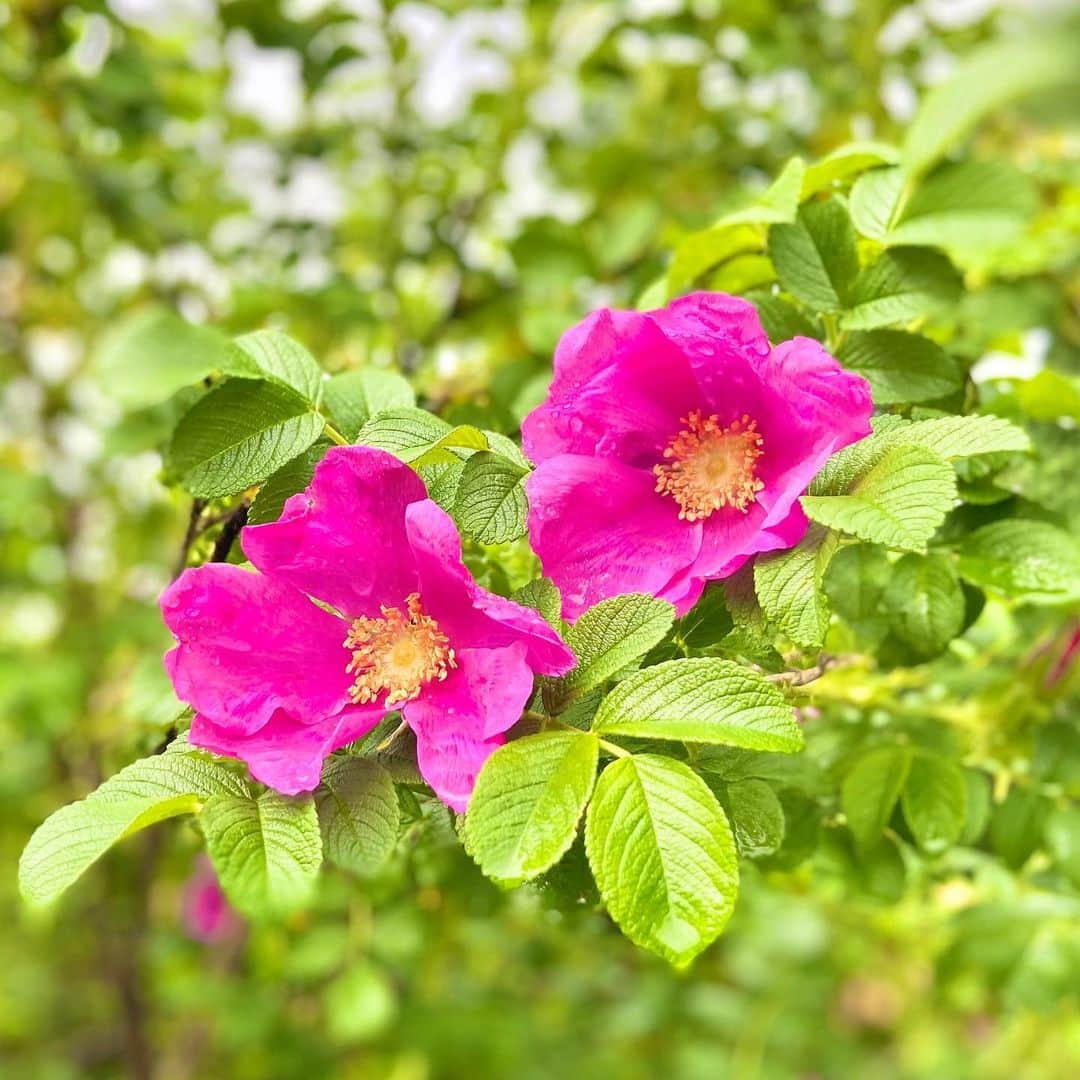 星野リゾート　トマムさんのインスタグラム写真 - (星野リゾート　トマムInstagram)「6月下旬頃から、大きな濃いピンク色のハマナスの花が咲いています。実はローズヒップティーやジャムとして加工されることもあります。🍞🥣🍴  From late June, large pink Rosa rugosa flowers are in bloom.  Its fruits will be rose hip tea or jam 🍞🥣🍴  #星野リゾート #リゾナーレ #リゾナーレトマム #トマム #hoshinoresorts #risonaretomamu #risonare #北海道 #Hokkaido #北海道旅行 #星野集團 #Hokkaidotrip #Japan #japantravel #絶景  #旅行気分 #おうちで旅体験 #旅は魔法 #妄想旅行 #ハマナス」7月4日 12時50分 - hoshinoresorts_tomamu