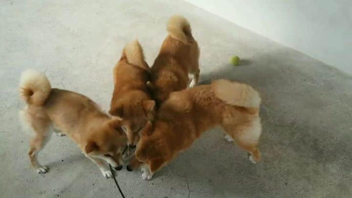柴犬たま Shibainu Tamaのインスタグラム