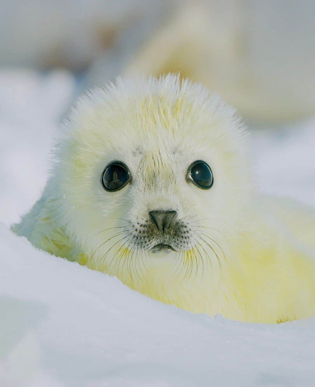 National Geographic Travelさんのインスタグラム写真 - (National Geographic TravelInstagram)「Photo by @bertiegregory  A newborn harp seal pup lies on an ice floe in the Gulf of St. Lawrence, Quebec, Canada. After finding an unfrozen placenta on the ice, we knew there must be a pup only minutes old nearby. After rounding a big chunk of ice, we found this tiny little pup with its mother. Barely able to hold its own head up, it was certainly one of the cutest things I’ve ever seen! Mothers suckle their pups for just 10 to 14 days. They then abandon the pups and head north.  Follow @bertiegregory for more wildlife adventures. #wildlife #harpseal #polar #seal #cute」7月4日 13時10分 - natgeotravel