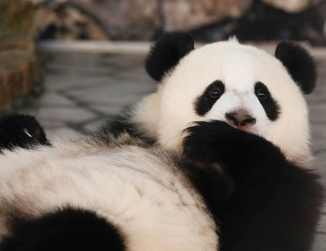 パンダ（白浜）さんのインスタグラム写真 - (パンダ（白浜）Instagram)「📡 Ａ　ＬＬＴＴＬＥ　ＰＯＩＮＴＹ #結浜　ＫＩＤ　２０１７  🐼😊🐼  #ADVENTUREWORLDPANDAS #baby #HELLOLITTLE #pandamental #hellopanda #ハローリトル #ハローパンダ #パンダグラビア #パンダ　and #panda #pandababy 🐼🐼🐼」7月4日 14時25分 - hellopanda_book