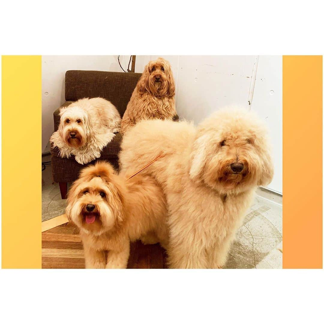 白濱亜嵐さんのインスタグラム写真 - (白濱亜嵐Instagram)「お友達とレックス🐶 飛び込みたい。。🤦🏻」7月4日 14時28分 - alan_shirahama_official