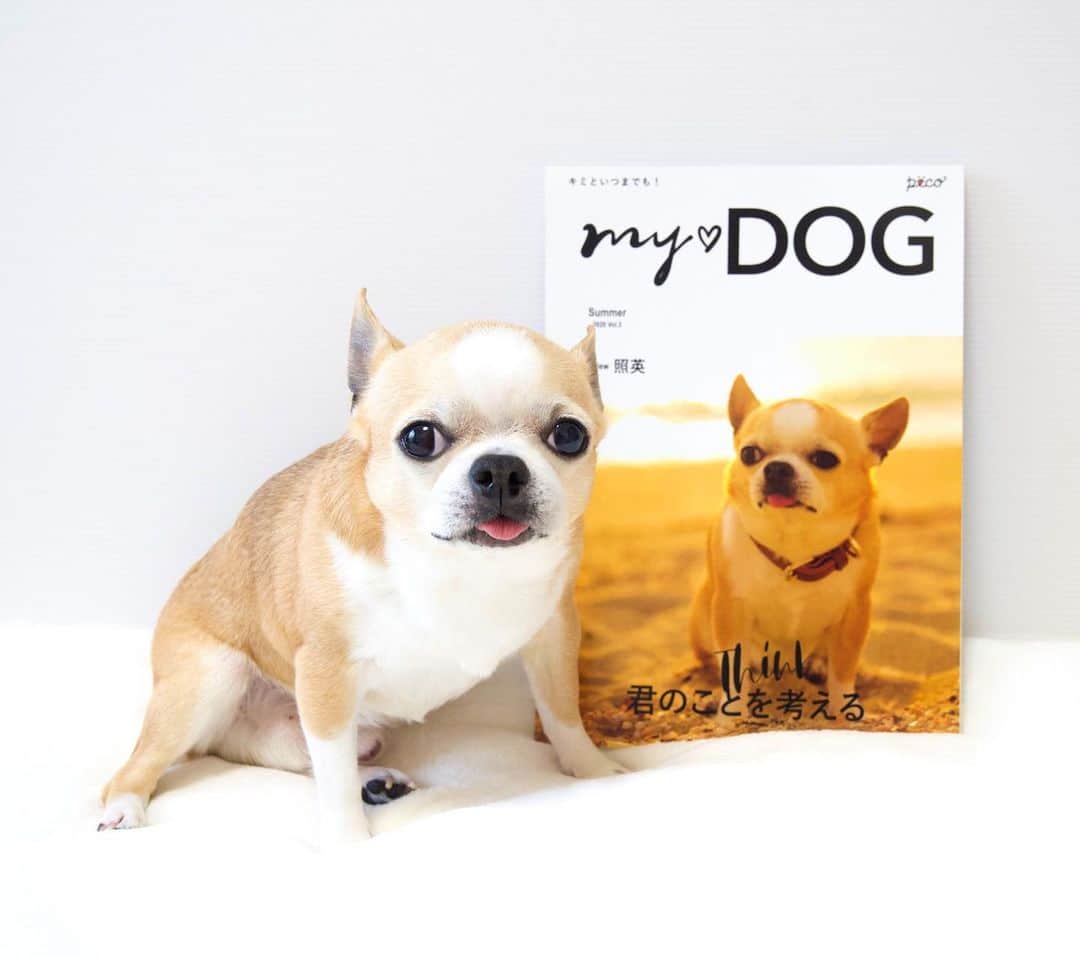 Kiyoさんのインスタグラム写真 - (KiyoInstagram)「✤ Tora ✤ PECO「MY❤︎DOG夏号」うちのコ表紙 ✤ 今回は夏らしく 海とトラの写真にしました ✤ こんな素敵な表紙にしていただいて おまけにクリアファイルまでついていて 感無量です 一生の宝物になりました😊 ✤ PECO「MY❤︎DOG」うちのコ表紙 @pecomydog_official  ✤ #dogs#dogsofinstagram#dogstagram#doglover#dogsofinstaworld#dog_features#instadog#ilovemydog#instagramdogs#chihuahua#chihuahuasofinstagram#chihuahualove#chihuahualife#bestwoof#barkbox#weeklyfluff#barked#animalsco#9gag#IGersJP#instagramjapan#todayswanko#pecoいぬ部#犬バカ部#ふわもこ部#チワワ部#チワワ#スムチー#pecomydog#pecomydog世界にひとつだけのうちのコ表紙 ✤」7月4日 14時38分 - toratama