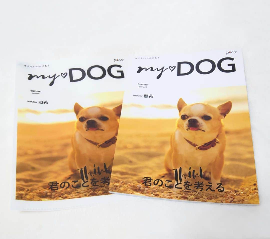 Kiyoさんのインスタグラム写真 - (KiyoInstagram)「✤ Tora ✤ PECO「MY❤︎DOG夏号」うちのコ表紙 ✤ 今回は夏らしく 海とトラの写真にしました ✤ こんな素敵な表紙にしていただいて おまけにクリアファイルまでついていて 感無量です 一生の宝物になりました😊 ✤ PECO「MY❤︎DOG」うちのコ表紙 @pecomydog_official  ✤ #dogs#dogsofinstagram#dogstagram#doglover#dogsofinstaworld#dog_features#instadog#ilovemydog#instagramdogs#chihuahua#chihuahuasofinstagram#chihuahualove#chihuahualife#bestwoof#barkbox#weeklyfluff#barked#animalsco#9gag#IGersJP#instagramjapan#todayswanko#pecoいぬ部#犬バカ部#ふわもこ部#チワワ部#チワワ#スムチー#pecomydog#pecomydog世界にひとつだけのうちのコ表紙 ✤」7月4日 14時38分 - toratama