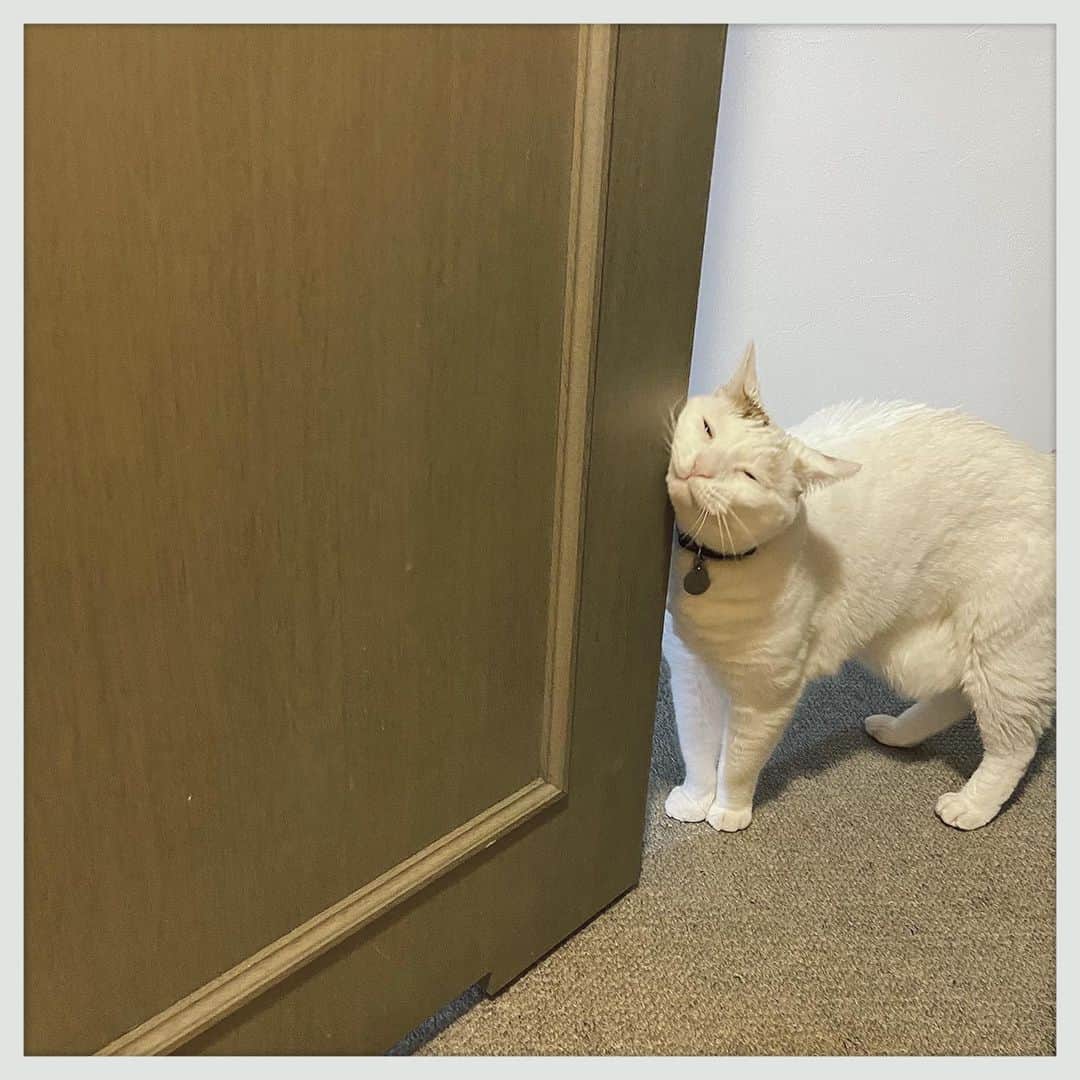 kumikoのインスタグラム：「朝のシャワータイム（最近また復活した）でビショビショからのスリンコ。」