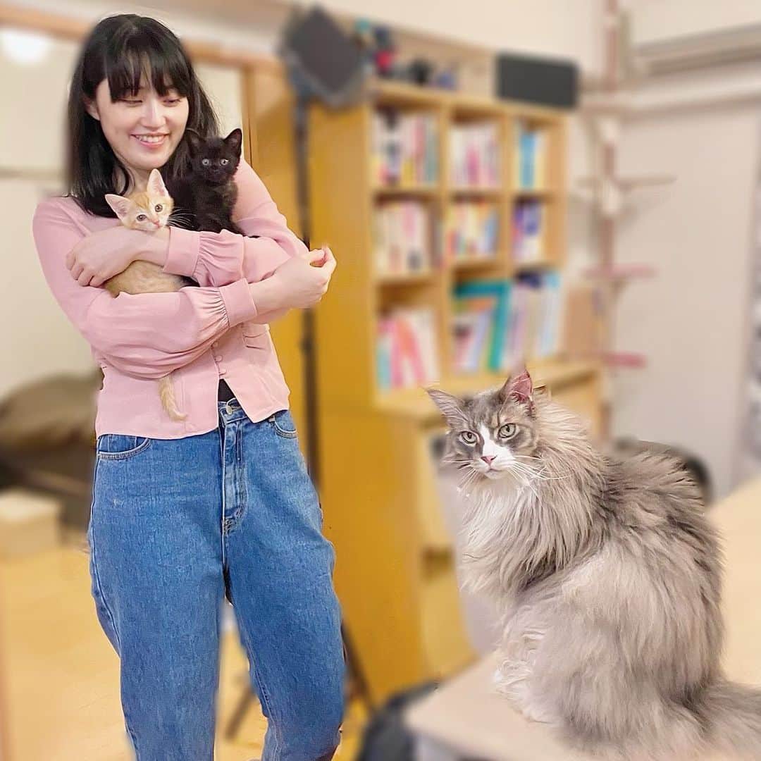 のインスタグラム：「猫達の歓待っぷりに顔がゆるむ妹 Younger sister was coming to meet the cats. _  #ぷーぷー #ねこ #猫 #メインクーン #cat #catstagram #catsagram #catsofinstagram #cats_of_world #catlover #catlovers #catholic #cat_of_instagram #catlife #mainecoon #mainecoonlife #mainecoonlover #fluffy #bigcat #ねこ部 #ふわもこ部 #メインクーン部  #にゃんすたぐらむ #ねこすた #ねこすたぐらむ  #ねこと暮らす #ぺーぽん #保護猫」