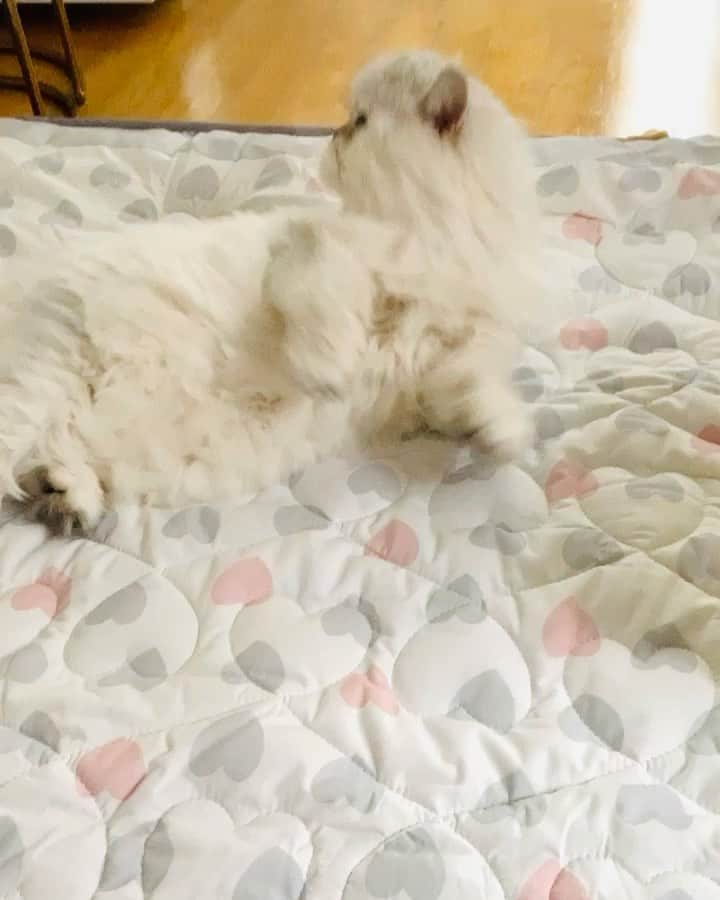 BeBeのインスタグラム：「Happy Caturday😽💕　#cat #kitty #kittycat #meow #eyes #catsofinstagram #kittensofinstagram #petsofinstagram #ilovecat #hubcats #adorable #kawaii #instamovie #catvideo #bebechannel #ねこ　#猫　#catlife #caturday #bebe #videooftheday」