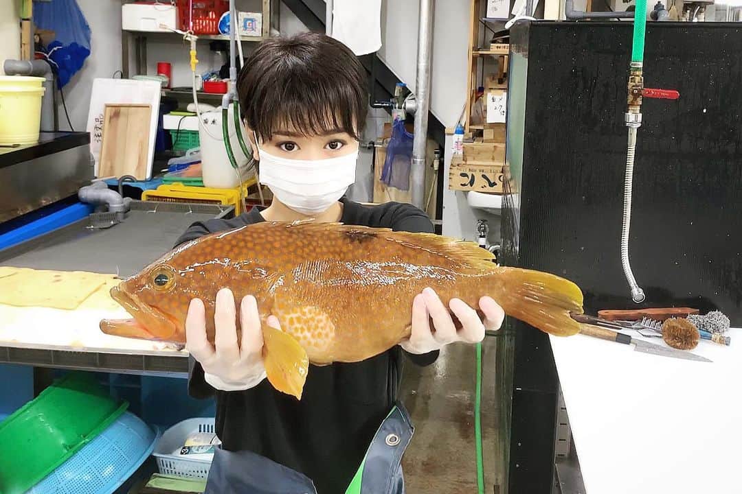 スーパーナブラのインスタグラム：「． ． 今夜はキジハタ✨ ． 関西ではアコウダイかな？？？ ． ロックフィッシュをやらないわたしでも ワームで釣れると知ってる気がするので 釣り界でも有名なお魚ですよね✨ (あってますか？😅) ． なんとなく北海道で釣れる気もしますが 東北の岩場という顔してますね😳 ． 水産界では超スーパー高級魚で お刺身で食べると絶品とのこと✨ ． 今夜、初試食！ ． ． 🐟お知らせ🐟 【今夜21時00分】 スーパーナブラチャンネルで 生配信ライブをさせていただきます✨ ． ぜひぜひのぞきに来てくださいませ😊 ． #キジハタ#アコウダイ蛸#鮮魚#刺身 #飛行機#温泉#旅館#ホテル#和食#鮭 #グルメ#露天風呂#足湯#GW#車中泊 #景色#釣り#ブラックバス#バス釣り #発見#おでかけ#女子旅#ツーリング #自然#釣り#釣りガール#YouTube#旅 ．」