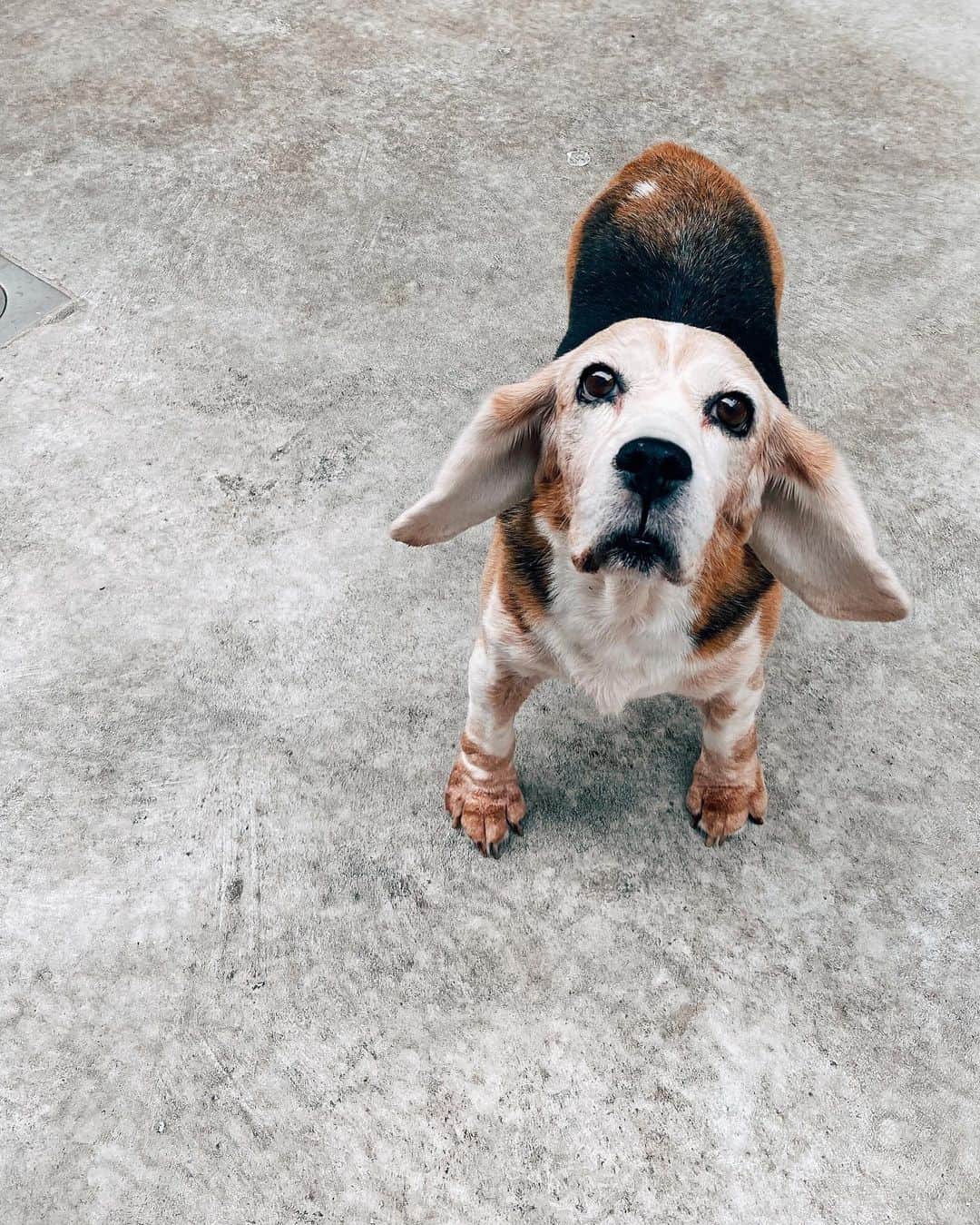 r_oseさんのインスタグラム写真 - (r_oseInstagram)「I miss those flying ears🐶🌈☁️〰️ I miss you...🖤」7月4日 16時21分 - r_ose