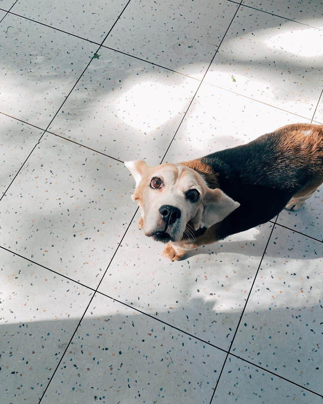 r_oseのインスタグラム：「I miss those flying ears🐶🌈☁️〰️ I miss you...🖤」