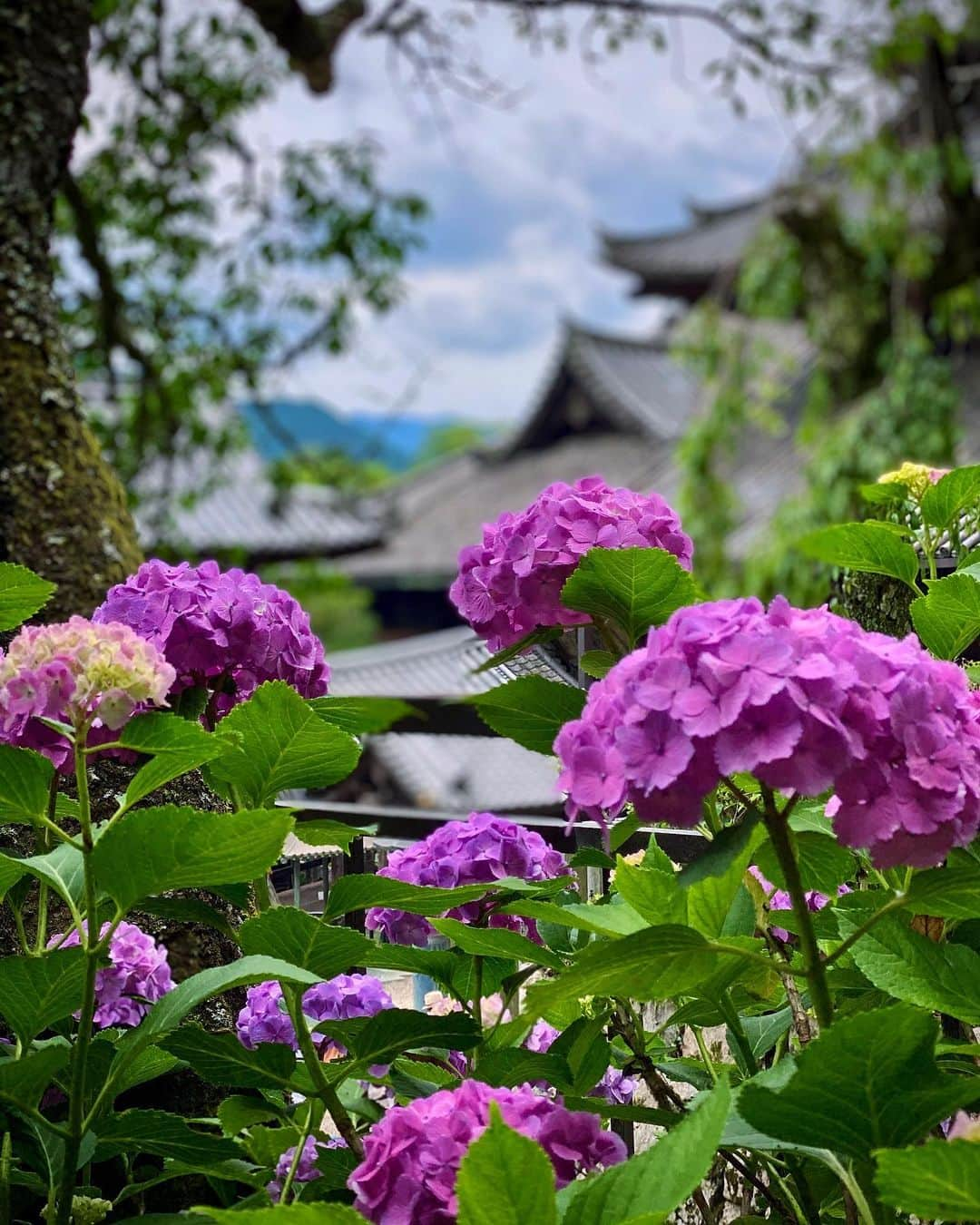 hama_aki_pppさんのインスタグラム写真 - (hama_aki_pppInstagram)「奈良県桜井市#長谷寺 (スライドして下さい)  Location Nara Japan Hasedera (Swipe)    2020.6.22      #神社仏閣　 #寺院仏閣　 #美しい日本　 #日本庭園  #奈良県景観資産  #寺社仏閣  #わたしは奈良派  #総本山長谷寺  #こころから  #タビジェニ　 #日本の寺  #japan_daytime_view  #japan_bestpic_  #top_favorite_shots  #japan_vacations  #japanese_gardens  #inspring_shot #beautiful_kansai #worldbestshot  #japanesetemple  #japanesegarden  #lovers_united_japan  #jalan_travel  #joytb」7月4日 16時57分 - hama_aki_ppp