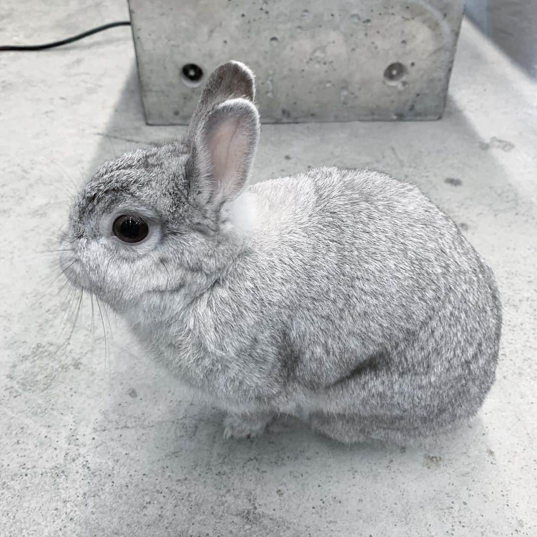岸本佳子さんのインスタグラム写真 - (岸本佳子Instagram)「うー子 Kawaii 🐰🐰🐰 #rabbit #usagi #animal」7月4日 17時14分 - yoshico_kishimoto