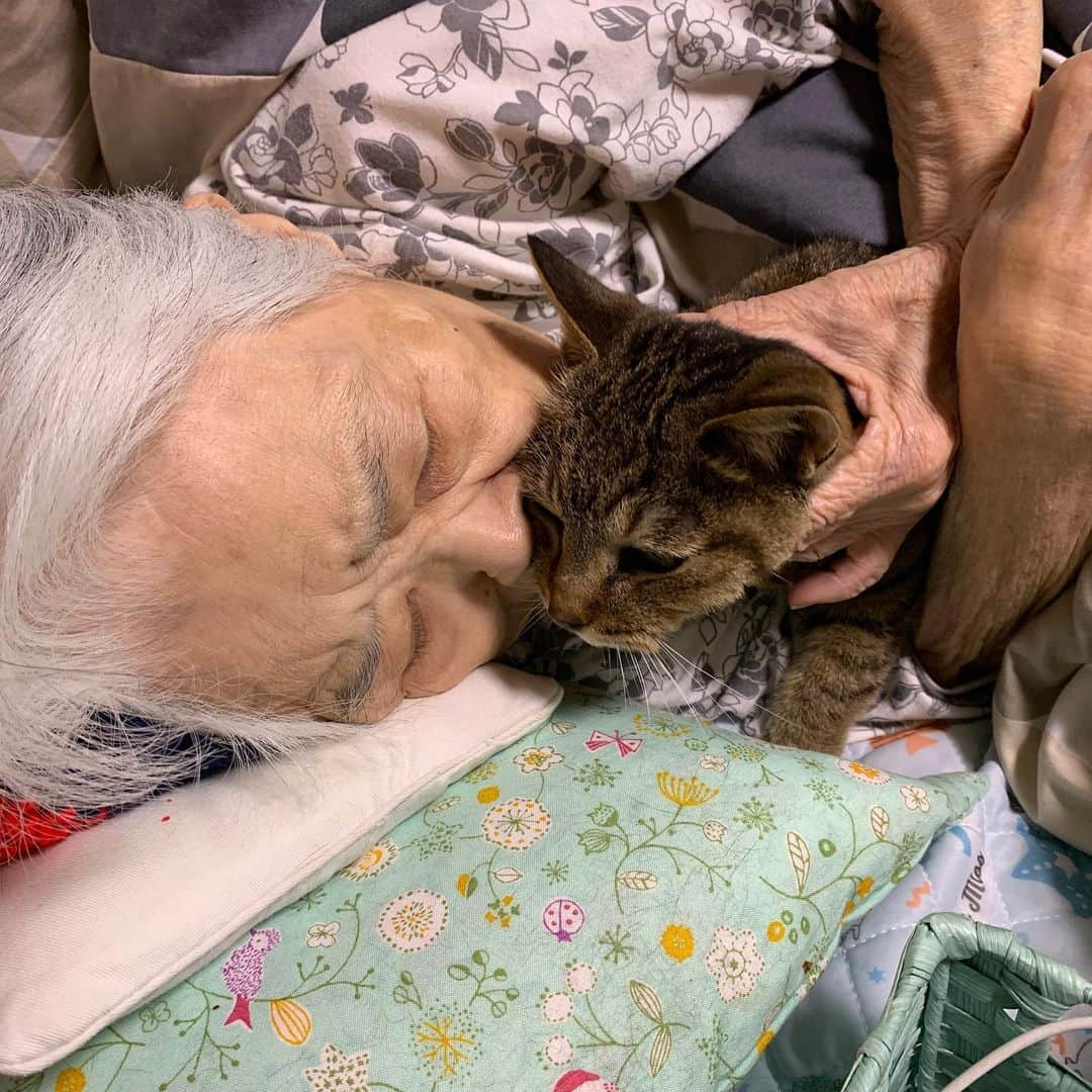 Kachimo Yoshimatsuさんのインスタグラム写真 - (Kachimo YoshimatsuInstagram)「バーバとココア Mother & Cocoa 今日も一緒。 Together today  #うちの猫ら #バーバと猫 #cocoa #バーバ #猫 #ねこ #cat #ネコ #catstagram #ネコ部 http://kachimo.exblog.jp」7月4日 17時23分 - kachimo