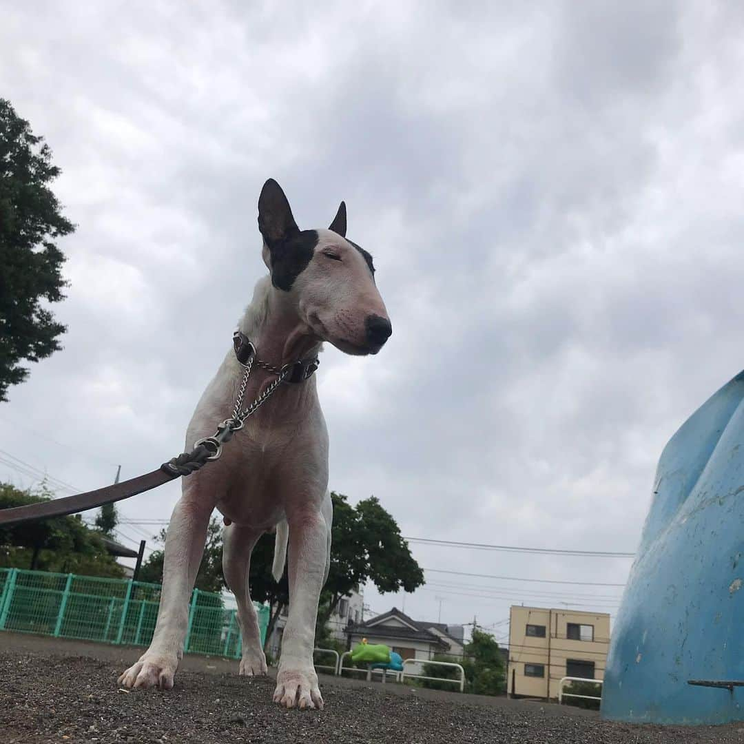 Q太郎さんのインスタグラム写真 - (Q太郎Instagram)「#minituru#bull#terrier#minibullterrier#miniturubullterrier#dog#dogstagram#cute#qtaro#love#family#ミニチュア#ブルテリア#ミニチュアブルテリア#Q太郎」7月4日 17時35分 - qtaro.jun