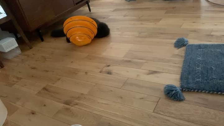 のインスタグラム：「もはやプロの領域 #cochicat」
