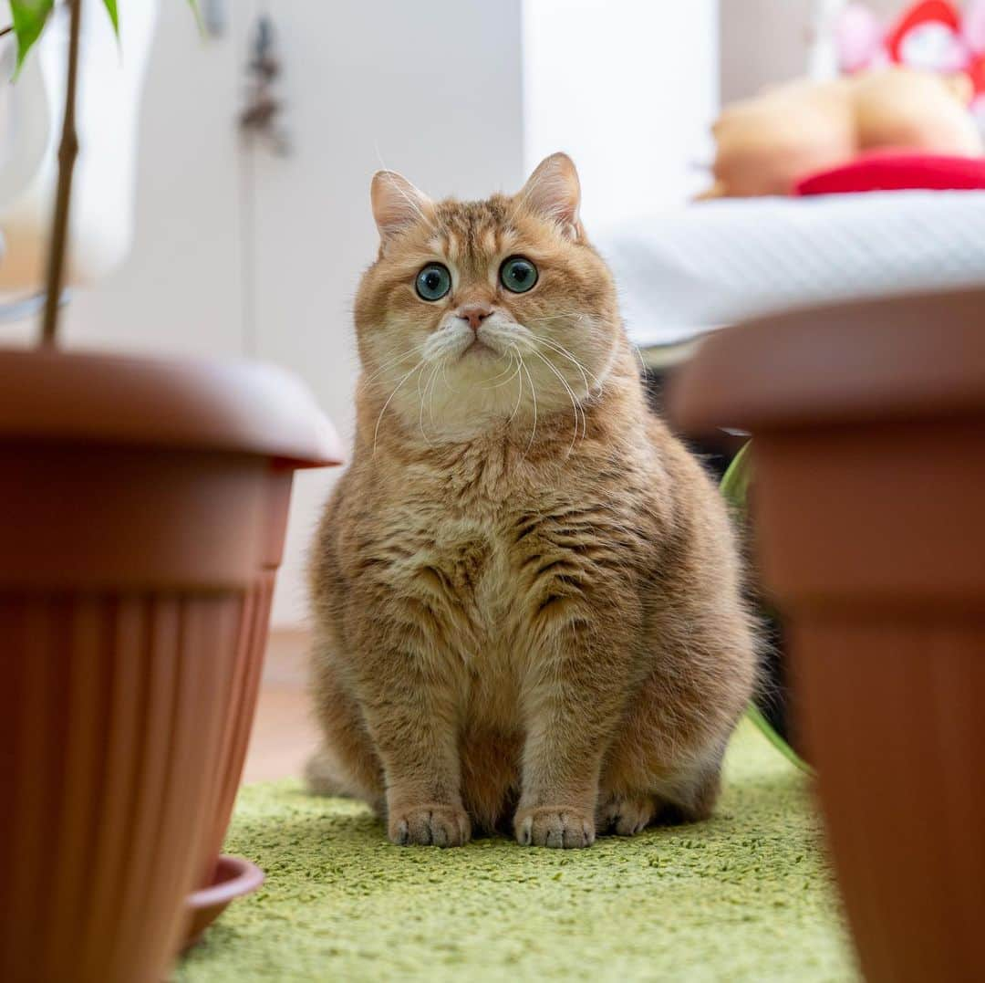 Hosicoさんのインスタグラム写真 - (HosicoInstagram)「Happy Hosiday! 🌿🌿」7月4日 17時46分 - hosico_cat