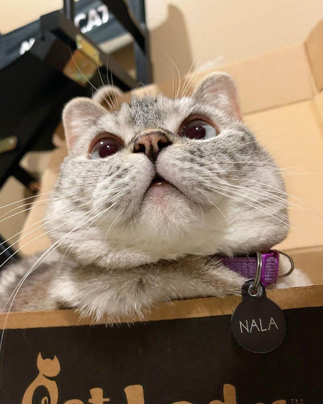 nala_catさんのインスタグラム写真 - (nala_catInstagram)「I love you to the moon and back ❤️  Tag someone you love @white_coffee_cat」7月4日 18時17分 - nala_cat