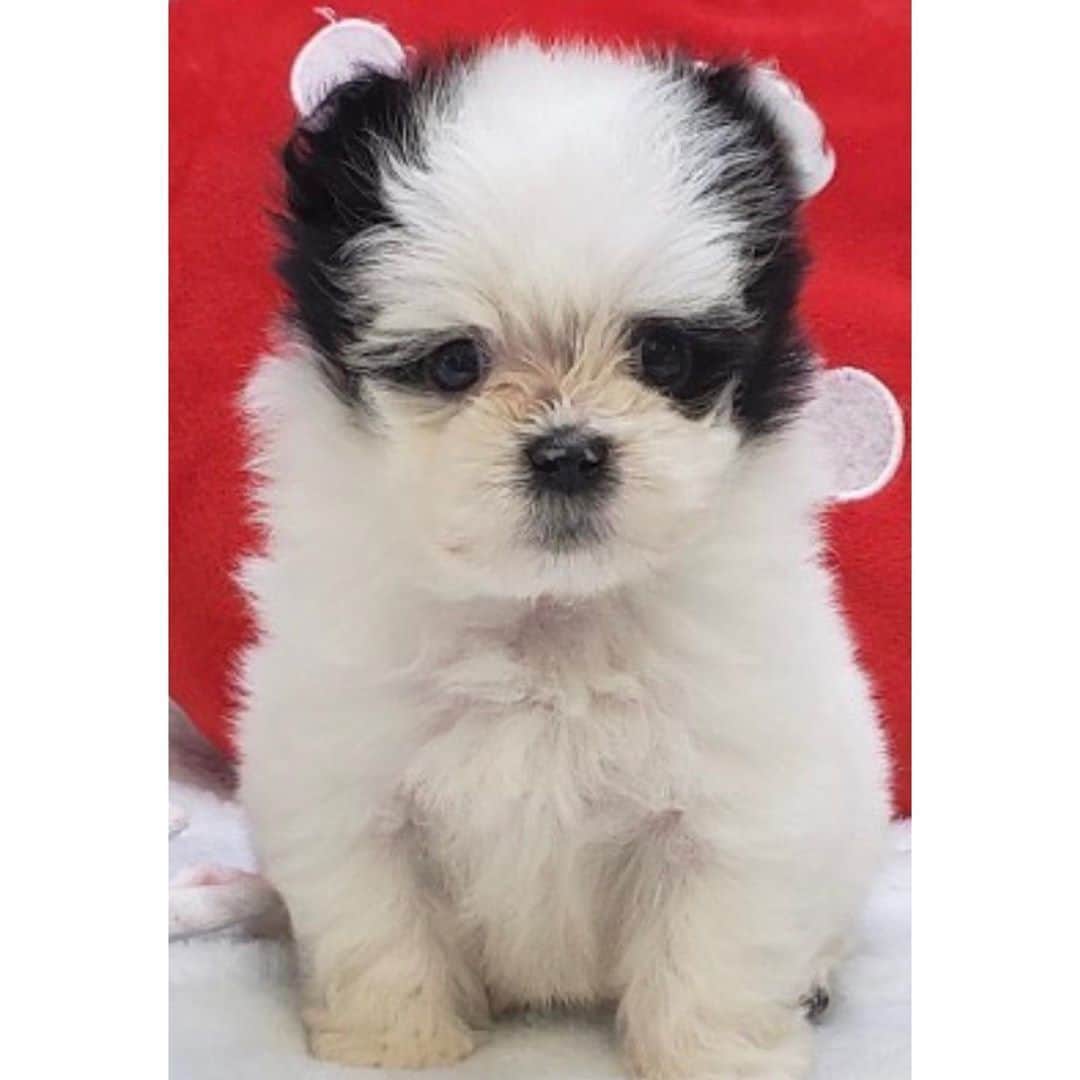 葉月樹里のインスタグラム：「我が家のポンタ大社長🐼🐼🐼  . . .  #葉月樹里 #soiréeine #ソワレーヌ #マルチーズ #ポメラニアン #マルポメ #ポン太社長 #パンダが溢れてる #ぶさかわ大好き #人間以外のね」