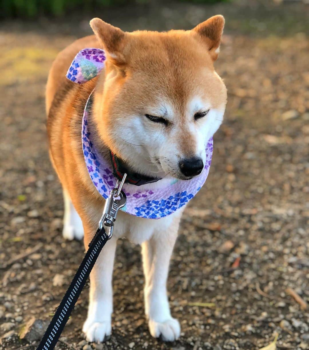 くるみさんのインスタグラム写真 - (くるみInstagram)「. さんぽは修行 さんぽは修行。」7月4日 18時42分 - kurukurukurumi222