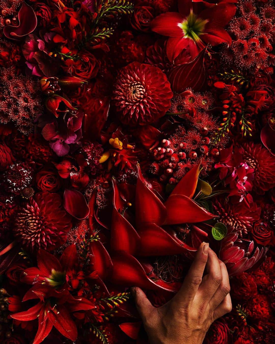 東信のインスタグラム：「Flowers #amkk #amkkproject #makotoazuma #azumamakoto #東信花樹研究所 #東信 #jardinsdesfleurs #shiinokishunsuke #flowerart #flower #flowers」