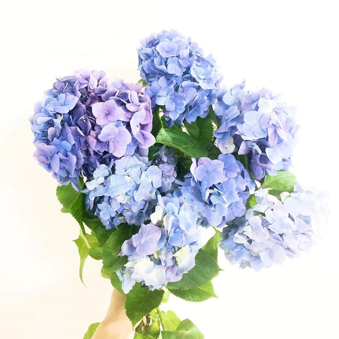 dorlisさんのインスタグラム写真 - (dorlisInstagram)「紫陽花とキングプロテア　#flowers」7月4日 20時46分 - dorlis0223