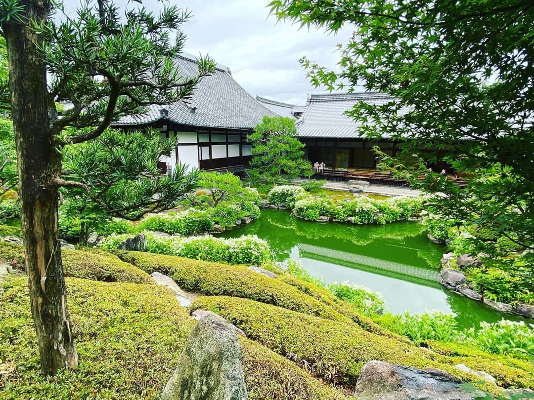 Hiroe Hiranoさんのインスタグラム写真 - (Hiroe HiranoInstagram)「#建仁寺 は、禅の教えを伝える﻿ 京都最古の禅寺。﻿ ﻿ 800年以上過ぎた今も美しく重厚感ある空間。﻿ ﻿ 国宝の「風神雷神図」、枯山水の庭園。﻿ 「潮音庭」四角い形の庭を囲み、﻿ 吹き抜けになっている庭園は魅了され﻿、 時間があっという間に経っていた。 ﻿ そして、両足院も。﻿ 初夏の特別拝観の時期とぴったりで✨﻿ 半夏生が見ごろでお見事でした🌟 ﻿ ﻿ 観音様の変化の表れを意味する﻿ 「汎下生」（ハンゲショウ）とも言われるそう。﻿ ﻿ 心が豊かになる時を、 過ごすことができ感動しました。 座禅体験もされているそう。  この素晴らしい空間で育ったひとみ先生👘﻿ さすがでした。﻿ 素晴らしい時間をありがとうございました✨﻿ @hitomiito_  ﻿ 改めて日本人として日本の歴史、 美しさの根源を巡りたいと感じた時間。﻿ またゆっくり京都に行きます🇯🇵﻿ ﻿ #京都　#kyoto #traditional #伝統　#日本　#japan #temple #寺」7月4日 21時21分 - hiroe_hirano