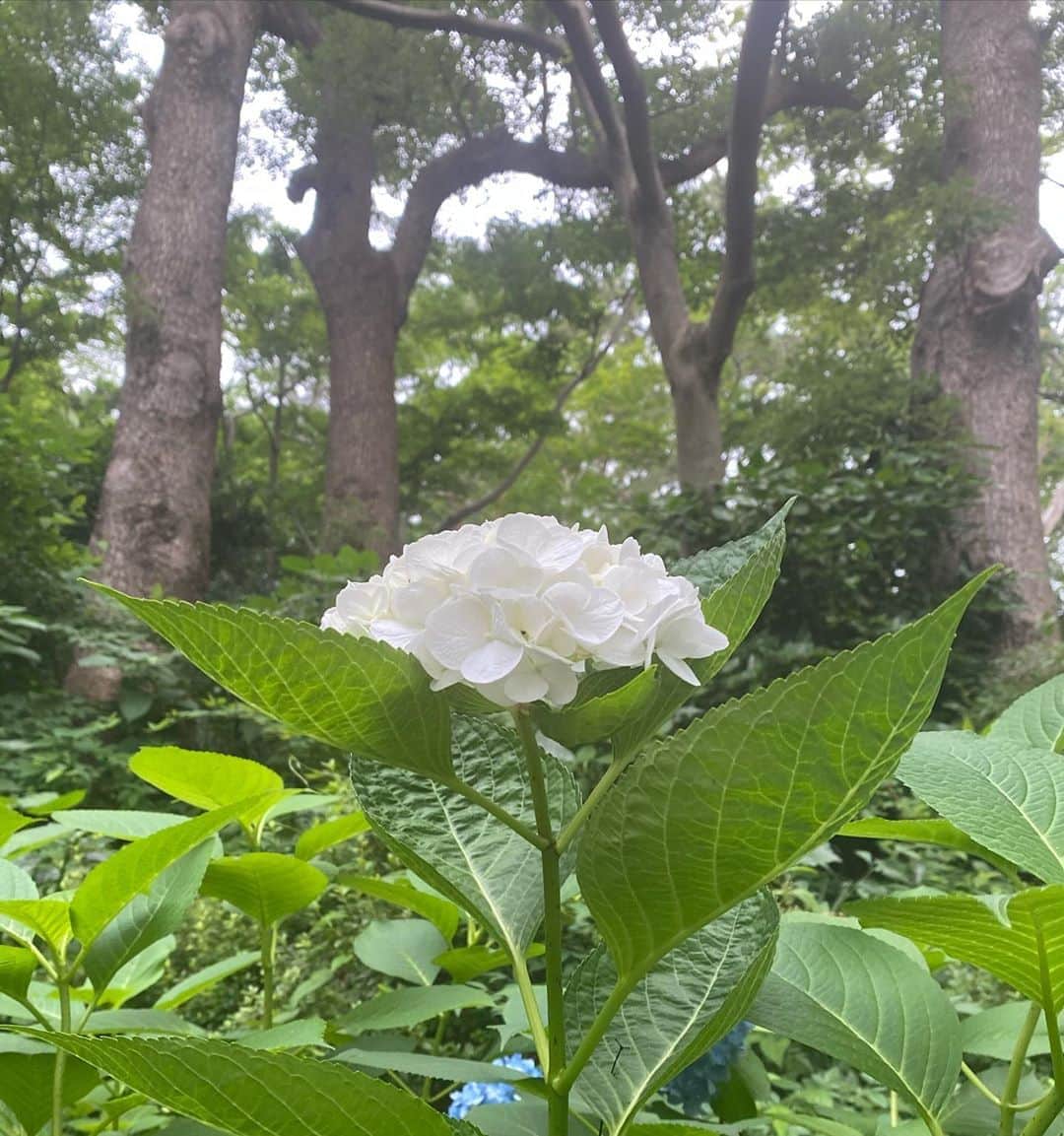 のインスタグラム：「🤍🤍🤍  #紫陽花 #白い紫陽花 #iPhone11 #アジサイ」
