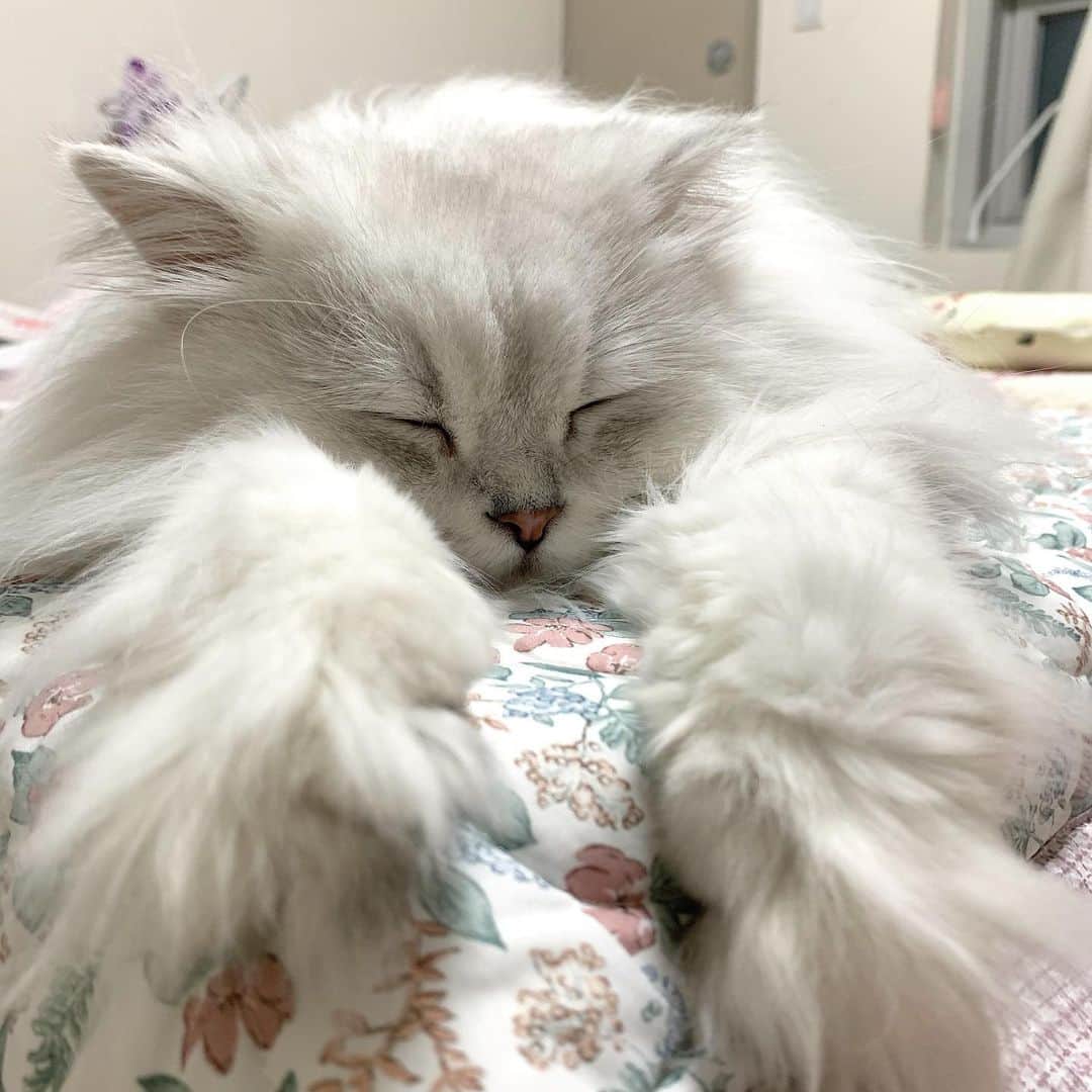 후추네큰언니のインスタグラム：「이러고 잘 때 너모 귀여워 ❤️ . . . . . #후추  #고양이  #냥스타그램 #캣스타그램  #Hoochu #Hoochuthecat #cat #cats #catstagram #catsofinstagram #topcatphoto #bestmeow #ilovecat #cute #fluffy #petstagram #instacats」