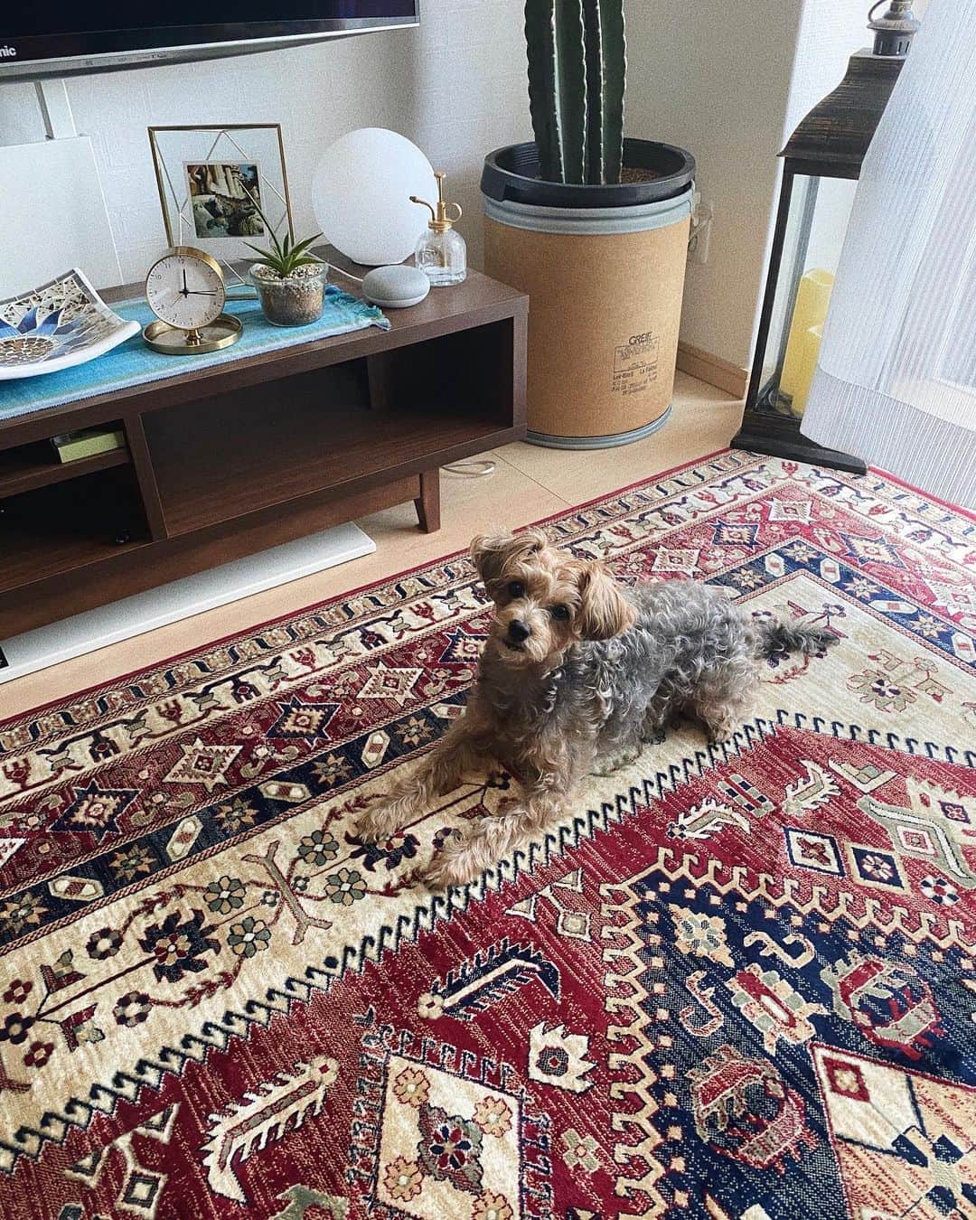 恵里花のインスタグラム：「#livingroomdecor 🌵﻿ ﻿ ラグを新調してから﻿リビングが明るく 暖かみのある﻿空間に変わりました♦️🌿﻿ ﻿ 厚さも薄いので﻿1年中敷けるのが嬉しいな🎵﻿ ﻿ #LOWYA #グリーンのある暮らし  #おうち時間﻿」
