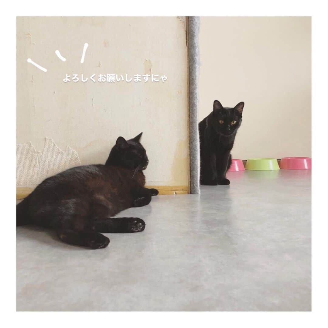 こむぎのインスタグラム：「*  岐阜多頭崩壊レスキュー支援物資のお願い🙇🏻 毎月毎月すみません…😭 Amazonのほしい物リスト7月分を作らせていただきました🙇🏻 プロフィールのURLにあるLinktreeからご覧いただけます🙇🏻 支援物資は取りまとめて後日イニシャルでご報告させていただいておりますので、可能でしたら匿名にせずお送りいただけますと嬉しいですー🙇🏻 そしてそして！！ 今月はご注文を少しでも楽しめるような企画として推しメン投票したいなと思います♡ 題して【あなたの推しメン🐈教えてください‼️】 ほしいものリストからご注文の際にメッセージが入れられるようになっているかと思うのですが、そのメッセージ欄でこの崩壊現場出身の子たちの中の推しメンを良ければ教えてください🤗 複数回答OKです✨ 既に里親さんの元へ行った子でも、預かりさん宅、現場に残っている子どの子でも🙆‍♀️✨ どの子が選ばれるかなーみんな可愛いから迷っちゃうかな😂✨ ・ リストの支援物資は前回とほぼ引き続きで口内ケア用品と、毛玉配慮のフード、食べムラがあり中々血液検査の結果も良くならない つばめくんにパウチ各種載せさせていただきました🙇🏻 つばめくん青井さんがお世話してくださっているのですが今まで他にないくらいの食べムラがあり、かなり苦労しています💦 投薬だけは失敗しないようにと手を替え品を替え…😂パウチの種類多くてすみません…💦 ・ 先月はくじらくんの再手術を行い無事に残りの臼歯の抜歯が終わりました👏✨ ちょうど昨日からステロイドなしとなりまして、お口の状態がどうなっていくか様子を見ています。 ステロイドは副作用が心配なのでどうにか投薬なしでサプリだけでご飯をモリモリ食べれるように出来たらと思います😭 セラプトとアクアデントフレッシュは調子が良さそうなので引き続き使用したいのと、大学病院おすすめのイーフェイスVはきりんくんたちが調子良さそうです✨ ぶどうくんのお口汚れがなくなったのもイーフェイスVのおかげかも😳✨ また、それとは別で体に害のない抗生物質とも言われるコロイダルシルバーも購入して試していたのですが、くじら、てなちゃん、ぶどうくん、しゅうくん調子が良いです😳✨お口の効果以外に目ヤニも少なくなりました😳 イーフェイスVもコロイダルシルバーも安いものではないので、お願いするのも大変心苦しいのですが、ご無理ない範囲でお願い出来たらと思います…😭😭😭 あと手術待ちなのは ちゃちゃちゃんのみ！最後になってしまってごめんね…😭 ちゃちゃは食いしん坊なのでとりあえず何とかパウチも食べていますが、お口の汚れが日に日に悪くなってきているのでそろそろ病院へ行き手術をお願しようと思っています💦 しっかりケアできる預かり宅が満杯で中々手術に踏み切れずにいますが、私か青井さんの家で様子を見るしかないかな😂頑張ります…💦 つばめくんの検査結果がまだ安定していなかったり(今回つばめのサプリはまだ残りがあるためリストに載せていません🙏🏻)、りすちゃんもアレルギーの方がまだステロイドを減らしつつ様子をみていたり心配ごとも色々ありますが、とりあえずお口が心配だったてなちゃん、ぶどうくん、しゅうくん安定してきてくれて良かったー😭 ・ お口が痛くてご飯が食べれずにいた子たちが、手術を終えてその後のケアを行い、普通にご飯が食べられるように段々となってきました😢 これも皆様にご支援いただいているおかげですーーーー😭😭😭ありがとうございます！！！ ・ ほしい物リストは、たくさん物資をいただきすぎて余らせてしまってもいけないので、概ね1ヶ月分ごとに作らせていただいております🙇🏻 現場で必要なものはどんどん変わっていくので内容は更新していっています🙇🏻 ・ また、6月分のイニシャルのご報告を載せさせていただきます🙏🏻 私の方でご購入くださった方の情報が確認出来ればよいのですが、どなたが送ってくださったものかは商品と一緒に納品書が届いてようやくわかる感じです🙇🏻 時々販売元によっては納品書が入っていないこともあり最後に物資の名称のみ記載させていただいております。 中々バタバタで個別にお礼の連絡が出来ずに申し訳ありません🙇🏻 お優しいメッセージも毎回泣きそうになりながら読ませていただいております😭 イニシャルについて読み方の間違いがありましたら申し訳ありません🙇🏻記載誤りなどありましたらまたご連絡くださいませ🙇🏻✨ ・ 猫たちの数は確実に減ってきているものの、まだまだ頭数が多すぎて時間がかかる現場…😢 里親募集中の子たちも残り23匹！ 現場の様子はストーリーのハイライトやIGTVからご覧いただけます🙏🏻 募集中の子の掲載用アカウントはこちらです🤗✨→ @comugineko  里親募集、支援物資などご無理のない範囲で、今後もご協力いただけますととても助かります😭 何卒お願いいたしますー🙇🏻🙇🏻 #岐阜多頭崩壊レスキュー」