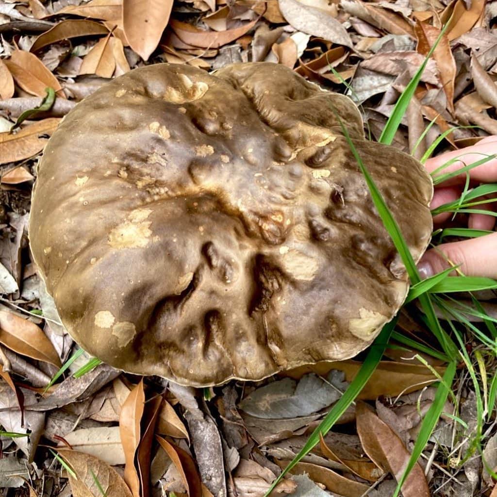 のインスタグラム：「Does anybody here know the name of this mushroom? 🍄  誰かこのキノコの名前ご存知ないですか？ネットで調べても、Twitterで聞いても答えに巡り合えず。先週公園で見つけたんだけど、サイズは手より一回り大きく、裏は黄色くてヒダはなくスポンジのようだった。  #キノコ #きのこ #名前 #教えて #菌類  #野遊び  #canyouidentify  #mushroom #name #identify」