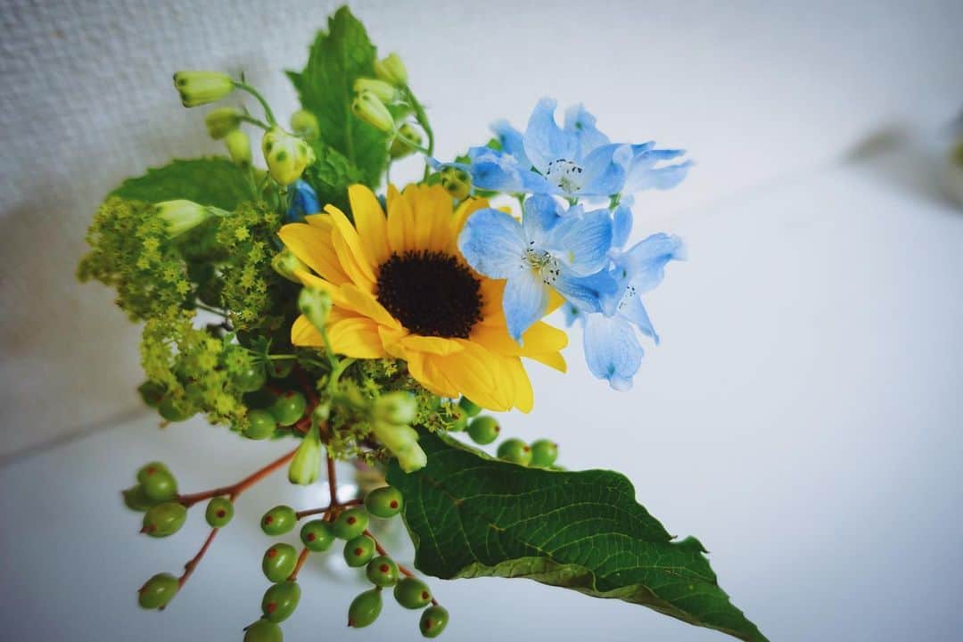 momo8631のインスタグラム：「2020.07.04 #デルフィニウム  . 私は昔から青や水色が好き。 服や雑貨類、freitagも やっぱりその色が入っているものを選びがち。 今日花屋でデルフィニウムの#スーパーグランブルー が 売っていて、思わず「綺麗だなぁ…」と。 部屋に花を飾るとか、 送別会で花束をもらった時ぐらいしかなかったけど。 今月はショコラの月命日なので、 ひまわりが入ってるものにしました。 これからも時々季節の花を家に飾ろうと思います。 ...... #flowers #flowerstagram #delphinium #花」