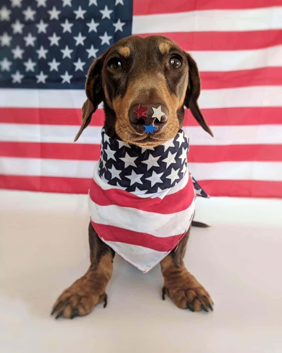 8crapさんのインスタグラム写真 - (8crapInstagram)「Happy 4th of July! 🇺🇸 #BorkOfJuly - 📷 @schmitt.happenss - #barked #🇺🇸 #IndependenceDay #4thOfJuly #FourthOfJuly #dog #doggo #Dachshund」7月4日 23時13分 - barked