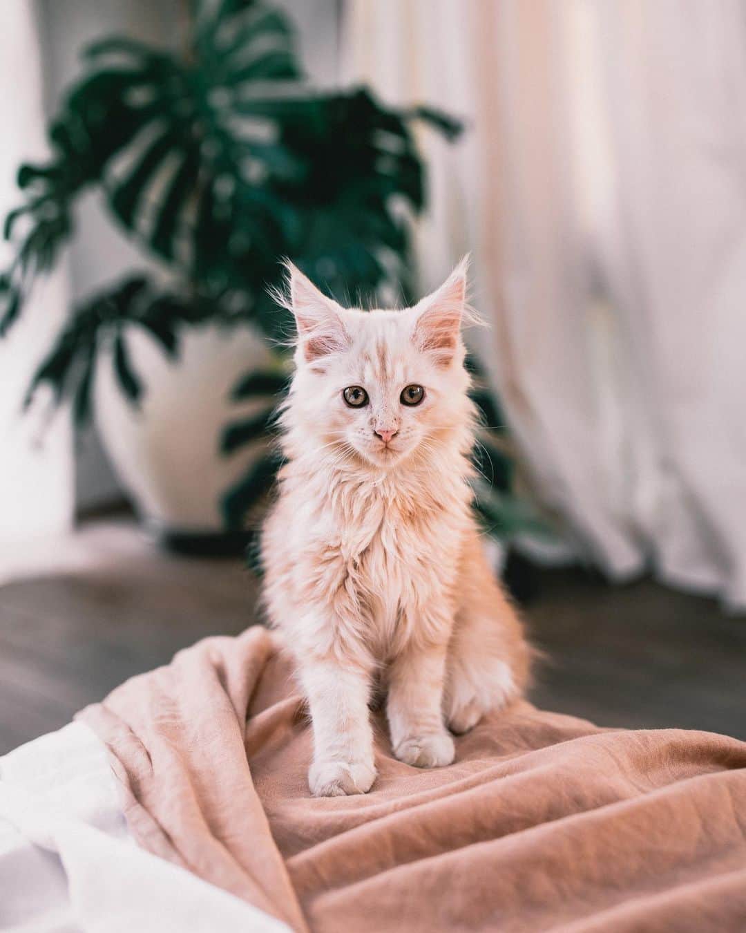 リリー＝ローズ・メロディのインスタグラム：「Meet Atlas, my fluffy baby 🦁 // I’ve never been a cat person but I’m absolutely obsessed with this little handsome baby!」