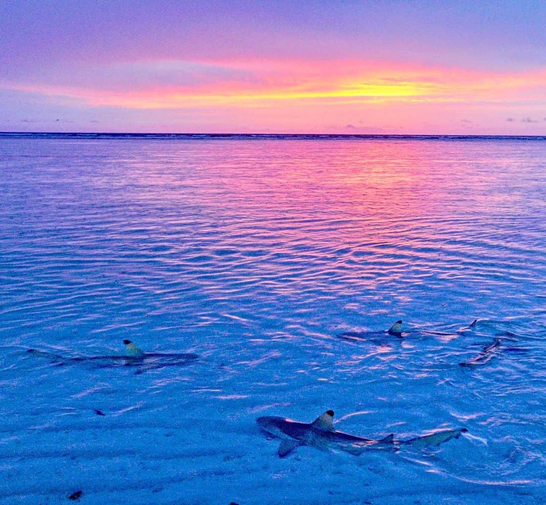 Thomas Peschakのインスタグラム：「I can’t resist posting another shark image from Aldabra’s incredible reef flat. If you have time please check out today’s instagram story about @miss_elasmo -  I want to introduce you to some shark scientists you will definitely want to follow. #shark #sharks」
