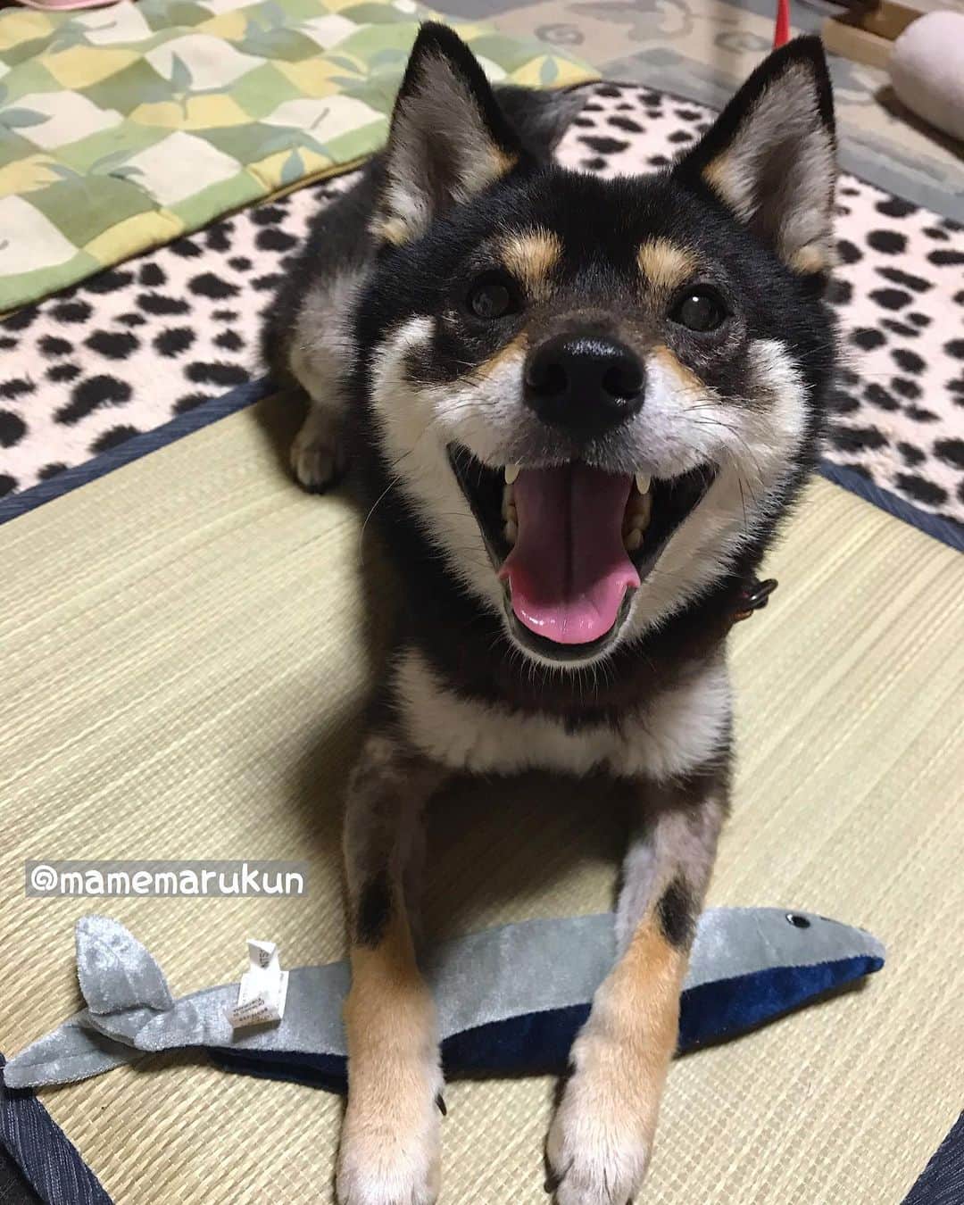まめ丸のインスタグラム：「* * サンマさんをひじ置きにするぼく🐶🐟 * #ひじとは #どこなのか #まめスマイル　☺︎ * #柴犬#豆柴#柴#黒柴#犬#いぬのきもち#shiba#shibainu#shibastagram#shibadog#puppy#instadog#dogstagram#dog#instashiba#petstagram#pet#cutepetclub#강아지#멍스타그램#doglover#ilovemydog#weeklyfluff」