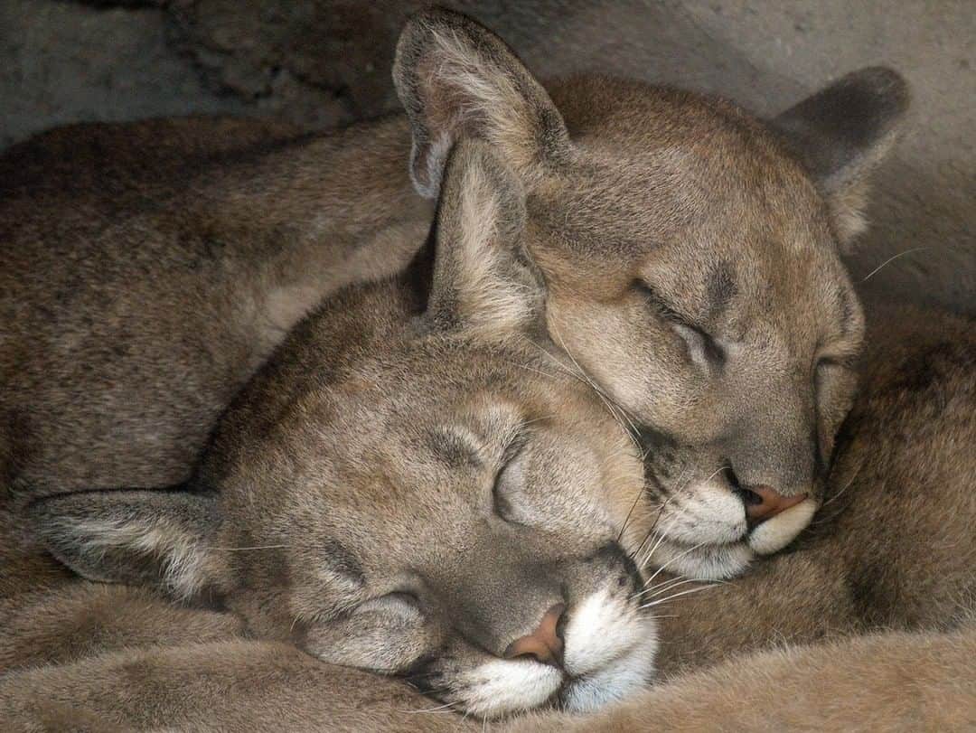 San Diego Zooさんのインスタグラム写真 - (San Diego ZooInstagram)「New cats on the block! A pair of motherless mountain lion cubs found in Idaho earlier this year are settling into their new home. Please give a warm welcome to Sierra and Tahoe. #Caturday #CatCuddles #MountainLions #SanDiegoZoo 📷 Mike Wilson」7月5日 0時00分 - sandiegozoo