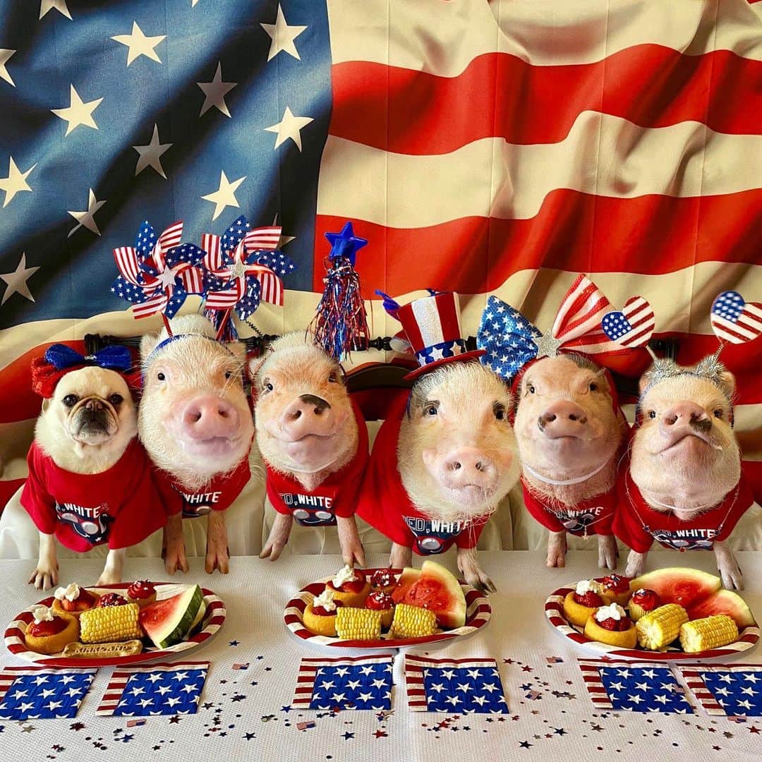 Priscilla and Poppletonさんのインスタグラム写真 - (Priscilla and PoppletonInstagram)「Happy Birthday America! We are going to celebrate by pigging out on all of our favorite pignic foods! Stay safe everyone!🐷🇺🇸❤️💙#fourthofjuly #pigtailthepug #poseyandpink #piggypenn #prissyandpop」7月5日 0時04分 - prissy_pig