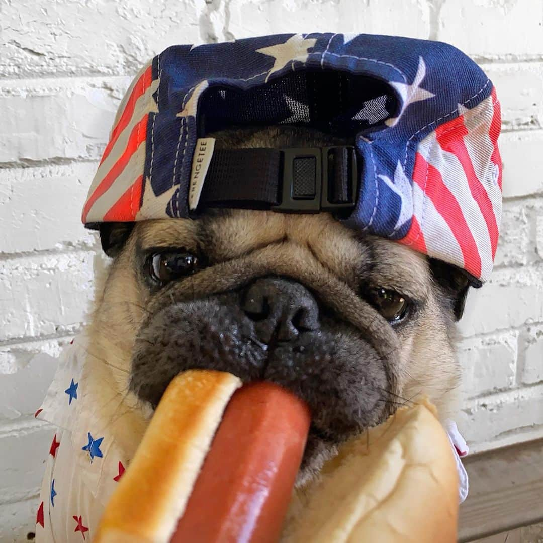 itsdougthepugさんのインスタグラム写真 - (itsdougthepugInstagram)「“Live your life like a pug eating a hot dog” -Doug」7月5日 0時22分 - itsdougthepug