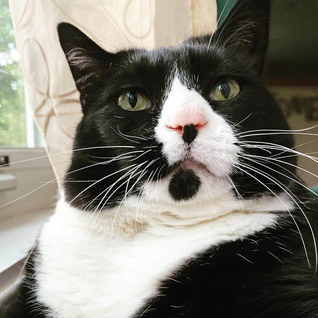 Tuxedo Cat Brosのインスタグラム：「Oh, Ben. 🤣🤣 You have the best faces.」