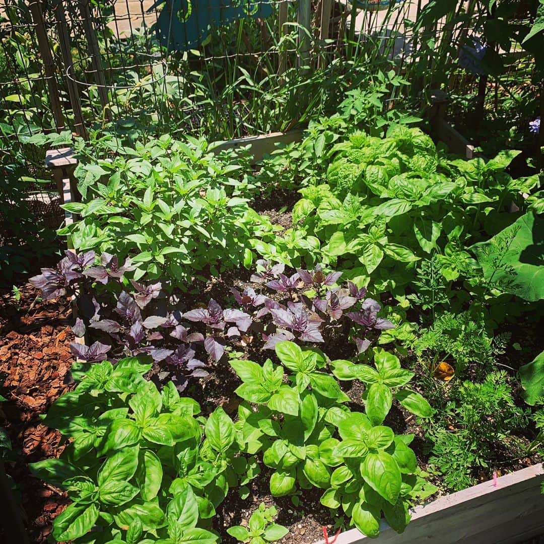 カーキ・キングのインスタグラム：「Farmer Kaki had a crop. First basil garden from seed. Who wants pesto?」