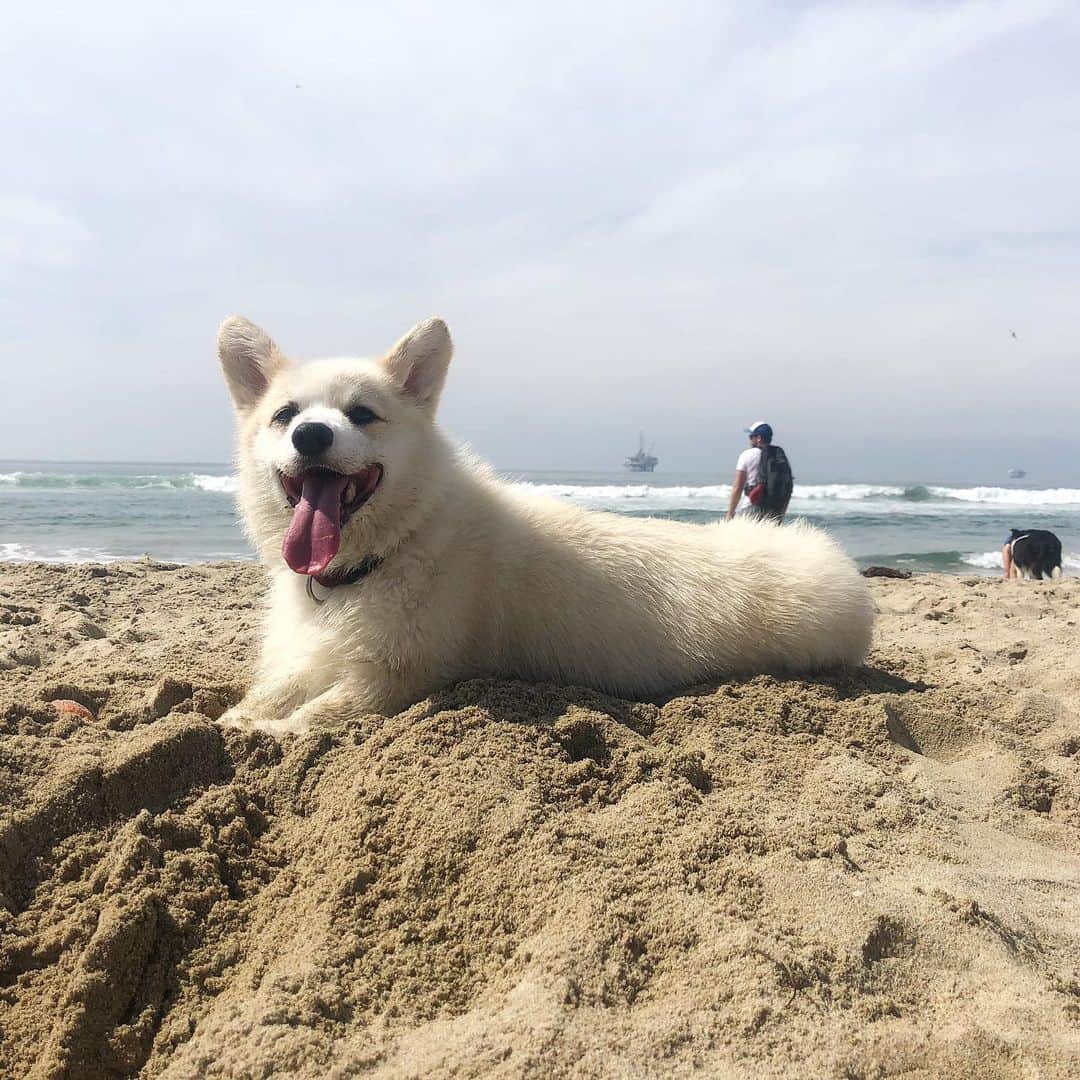 Winston the White Corgiのインスタグラム