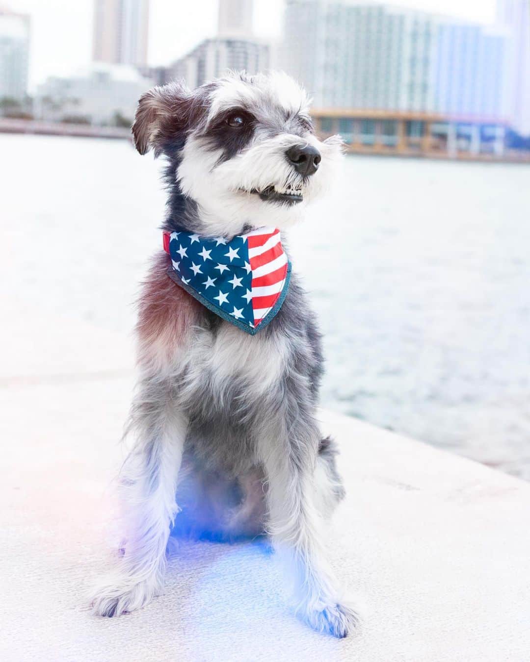 Remix the Dogのインスタグラム：「Happy Birthday America! 🇺🇸  This year may feel a little different, but we’re grateful to have amazing loved ones around us. How are you all celebrating?   PSA: try your best to keep your pups away from any loud noises and fireworks. 🎇」