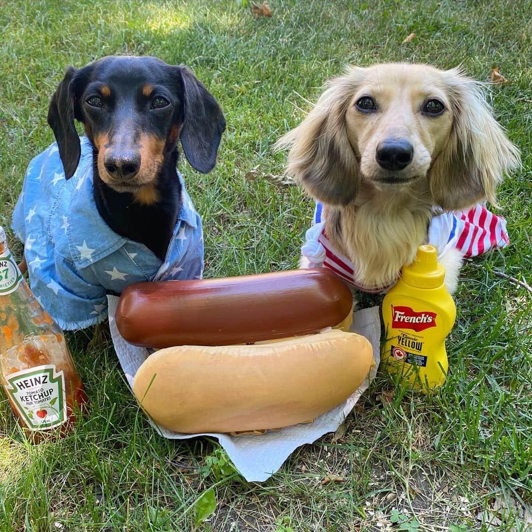 Crusoe the Celebrity Dachshundのインスタグラム：「“Happy 4th to my neighbors down below! Please stay safe, and keep one hot dog distance between yourselves! 😋😘” ~ Crusoe」