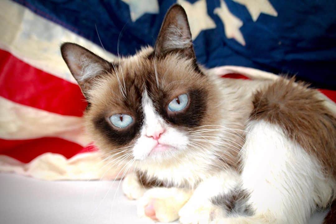 Grumpy Catさんのインスタグラム写真 - (Grumpy CatInstagram)7月5日 3時19分 - realgrumpycat