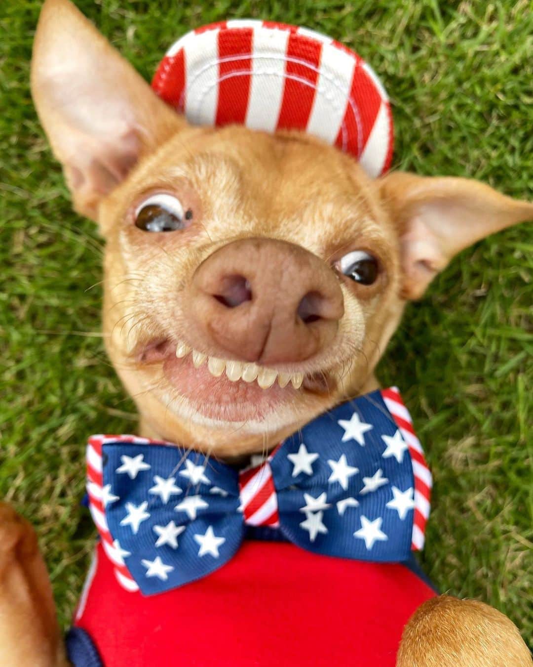 Tuna {breed:chiweenie} さんのインスタグラム写真 - (Tuna {breed:chiweenie} Instagram)「With a face like this, there is nothing more to say. 😂😂😂 #happy4thofjuly」7月5日 3時39分 - tunameltsmyheart